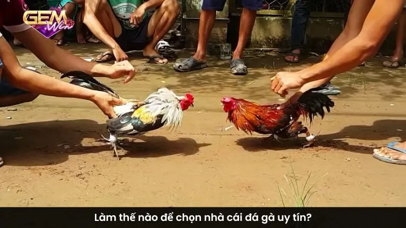 Làm thế nào để chọn nhà cái đá gà uy tín?